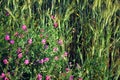 Sweet pea Lathyrus odoratus pink flowers on the edge of field with green wheat, blurry natural organic background Royalty Free Stock Photo