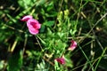 Sweet pea Lathyrus odoratus pink flowers in the green grass soft bokeh background Royalty Free Stock Photo