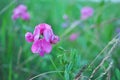 Sweet pea Lathyrus odoratus pink flowers in the green grass soft bokeh Royalty Free Stock Photo