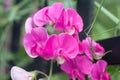 Sweet pea, lathyrus odoratus pink flowers macro Royalty Free Stock Photo