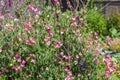 Sweet Pea (Lathyrus odoratus)