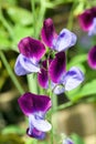 Sweet Pea `Matucana` Lathyrus odoratus