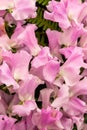 Sweet pea Misty Lathyrus oderatus Royalty Free Stock Photo