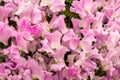 Sweet pea Misty Lathyrus oderatus Royalty Free Stock Photo