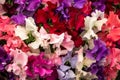 Sweet pea Mixed Spencer Lathyrus oderatus