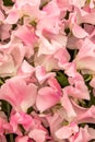 Sweet pea Mrs Bernard Jones Lathyrus oderatus Royalty Free Stock Photo
