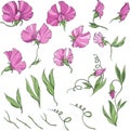 Sweet pea pink flowers and leaves, vintage illustration. big set of elements isolated Royalty Free Stock Photo