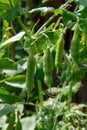 Sweet pea plant with green peas growing in farmers garden Royalty Free Stock Photo