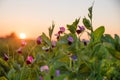 Sweet pea plants with blossoms at the field, at sunset Royalty Free Stock Photo