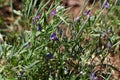 Sweet pea plants in a field in Africa. Royalty Free Stock Photo