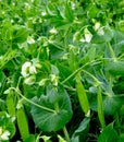 Sweet pea plants flowers and pods outside on the farm field Royalty Free Stock Photo