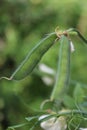 Sweet pea pods Royalty Free Stock Photo