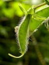 Sweet Pea seed pod Royalty Free Stock Photo