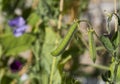 Sweet pea seed pods Royalty Free Stock Photo