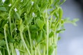 Sweet pea sprouts, Royalty Free Stock Photo