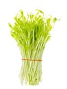 Sweet pea sprouts isolated on white background Royalty Free Stock Photo