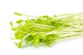 Sweet pea sprouts isolated Royalty Free Stock Photo