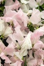 Sweet pea Tracy Ann and Patricia Marily Lathyrus oderatus Royalty Free Stock Photo