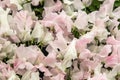 Sweet pea Tracy Ann and Patricia Marily Lathyrus oderatus Royalty Free Stock Photo