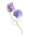 Sweet pea translucent flower bouquet isolated on white Watercolor spring botanical illustration Romantic floral composition Royalty Free Stock Photo