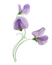 Sweet pea transparent flower bouquet isolated on white Watercolor botanical illustration Delicate spring floral composition Royalty Free Stock Photo