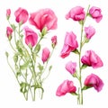 Sweet Pea Vector Illustration Set: Detailed Painting In Pink And Light Magenta Royalty Free Stock Photo
