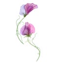 Sweet pea watercolor flowers isolated on white Spring transparent floral compositionTranslucent botanical illustration Spring Royalty Free Stock Photo