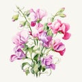 Sweet Pea Watercolor Illustration With Graceful Curves Royalty Free Stock Photo