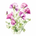 Sweet Pea Watercolor Illustration With Pink Flowers On White Background Royalty Free Stock Photo