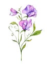 Sweet Pea Watercolor Illustration. Sweet Pea flower isolated on white. April Birth Month Flower. Royalty Free Stock Photo