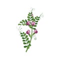 Sweet Pea Wild Flower Hand Drawn Detailed Illustration Royalty Free Stock Photo