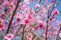 Sweet peach blossoms in early spring, bees food