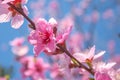 Sweet peach blossoms in early spring, bees food