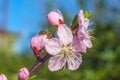 Sweet peach blossoms in early spring, bees food