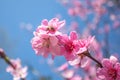 Sweet peach blossoms in early spring, bees food