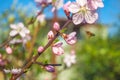 Sweet peach blossoms in early spring, bees food