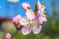 Sweet peach blossoms in early spring, bees food