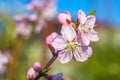 Sweet peach blossoms in early spring, bees food