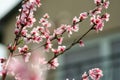 Sweet peach blossoms in early spring, bees food