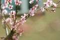 sweet peach blossoms in early spring, bees food