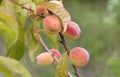 Ripe sweet peaches grow on a tree branch Royalty Free Stock Photo