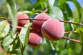 Sweet peach fruits growing on a peach tree branch