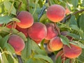 Sweet peach fruits growing on a peach tree branch in orchard. B Royalty Free Stock Photo