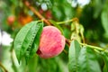 Sweet peach fruits growing on a peach tree branch, peach tree with fruits growing in the garden Royalty Free Stock Photo