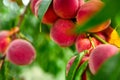 Sweet peach fruits growing on a peach tree branch, peach tree with fruits growing in the garden Royalty Free Stock Photo