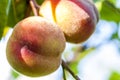 Sweet peach fruits growing on a peach tree branch Royalty Free Stock Photo