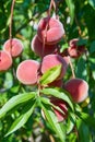 Sweet peach fruits growing on a peach tree branch Royalty Free Stock Photo