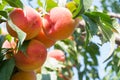 Sweet peach fruits growing on a peach tree branch Royalty Free Stock Photo