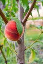 Sweet peach fruits growing on a peach tree branch Royalty Free Stock Photo