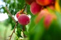 Sweet peach fruits growing on a peach tree branch Royalty Free Stock Photo